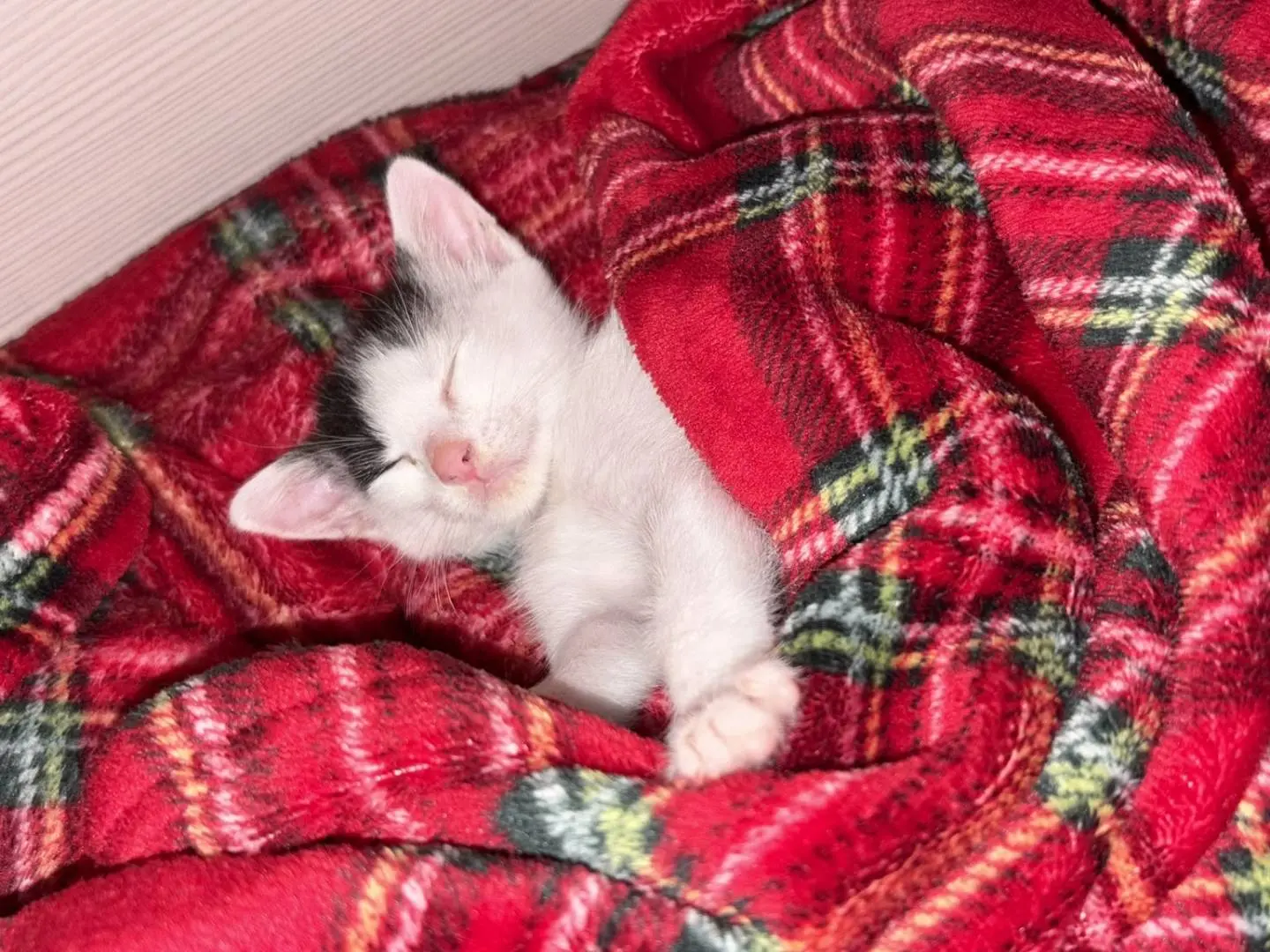 Vuoi adottare un gatto a Bari?