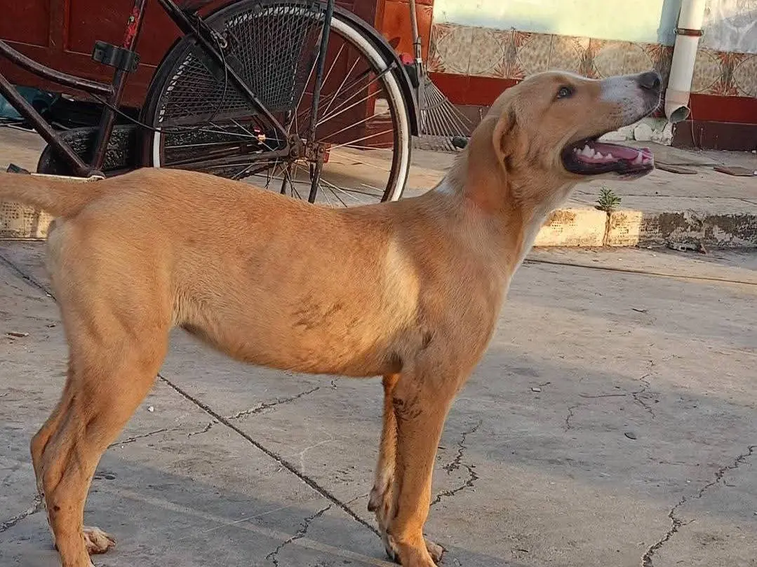 Adozione cane, femmina, Razza sconosciuta Razza sconosciuta, 6 mesi, taglia media, Ragusa