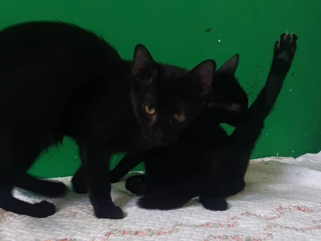 Adotta un gatto, femmina, 5 mesi, Brescia