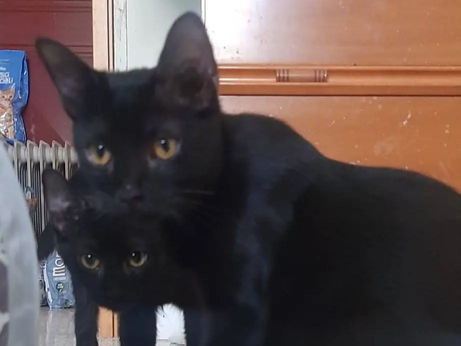 Adozione gatto, femmina, Razza sconosciuta Razza sconosciuta, 5 mesi, taglia non valida, Brescia
