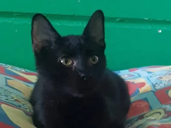 Adotta un gatto, taglia non valida, femmina, Brescia