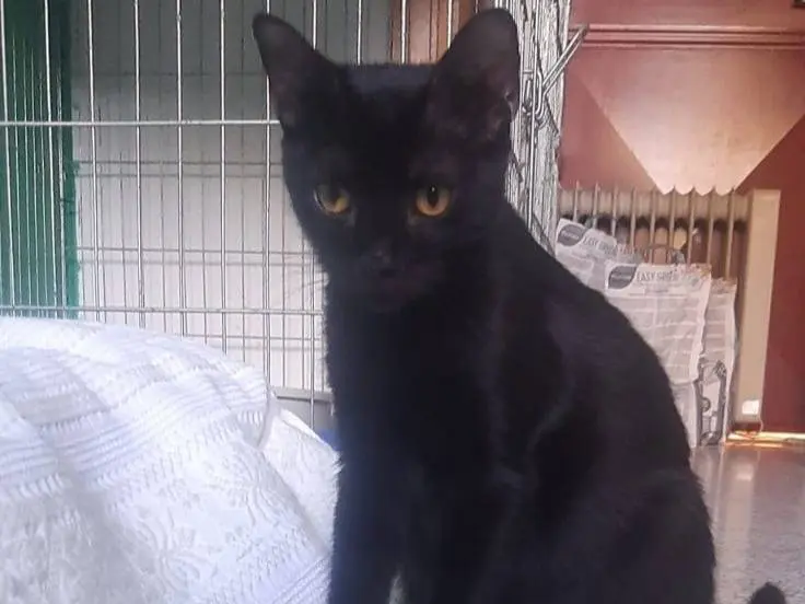 Vuoi adottare un gatto a Brescia?
