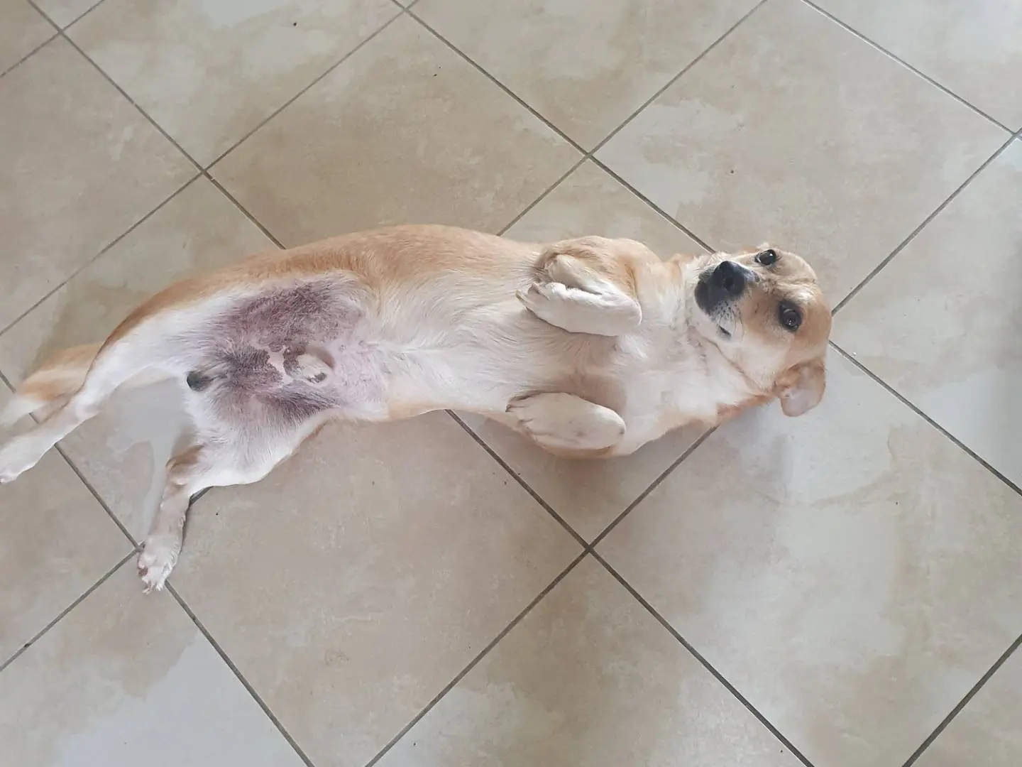 Adotta un cane, maschio, 5 anni e 1 mese, Avellino