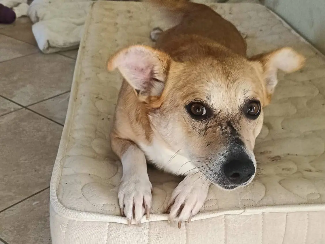 Adozione cane, maschio, Razza sconosciuta Razza sconosciuta, 5 anni e 1 mese, taglia media contenuta, Avellino