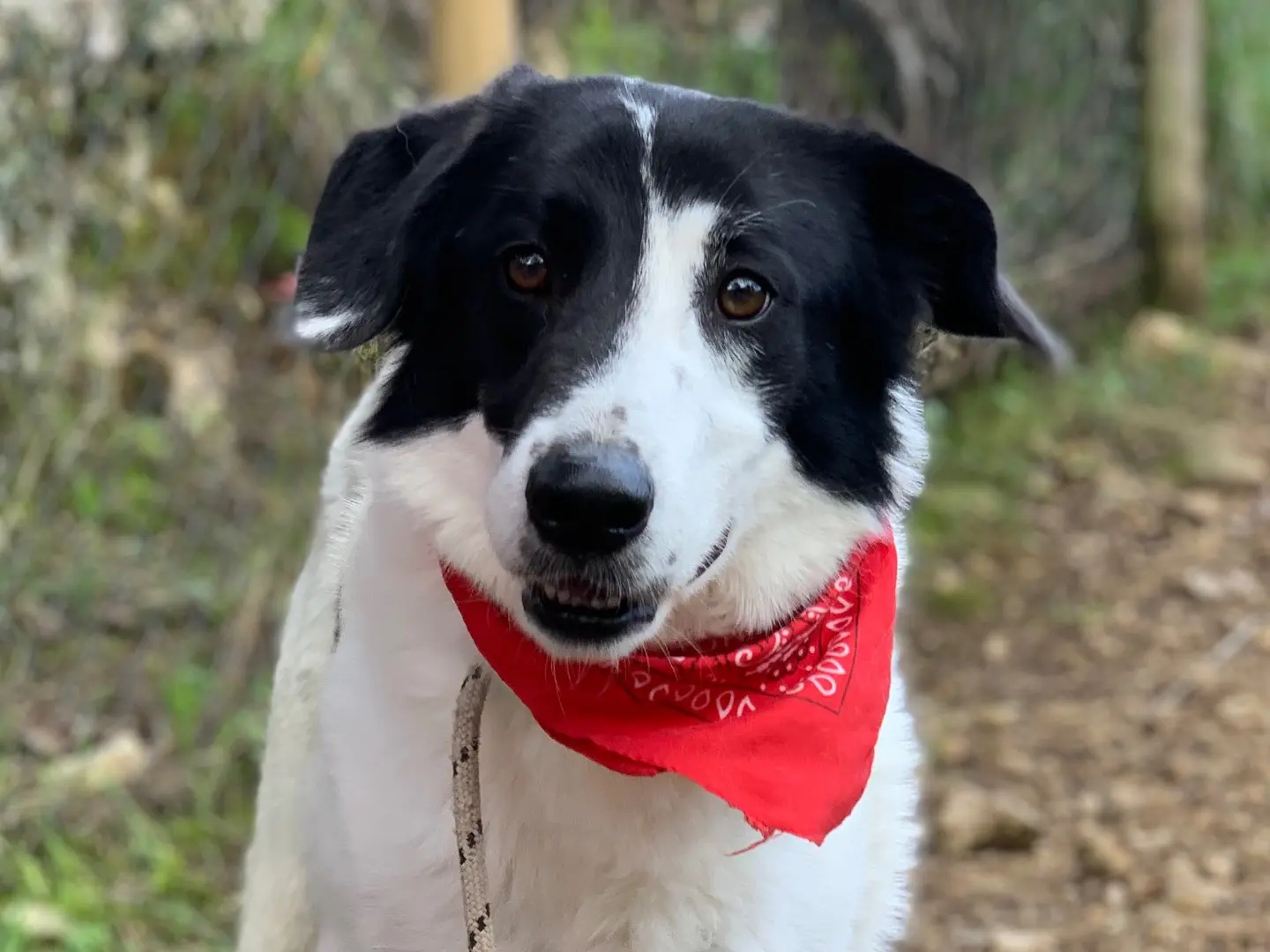 Adozione cane, maschio, Razza sconosciuta Razza sconosciuta, 3 anni e 11 mesi, taglia grande, Latina