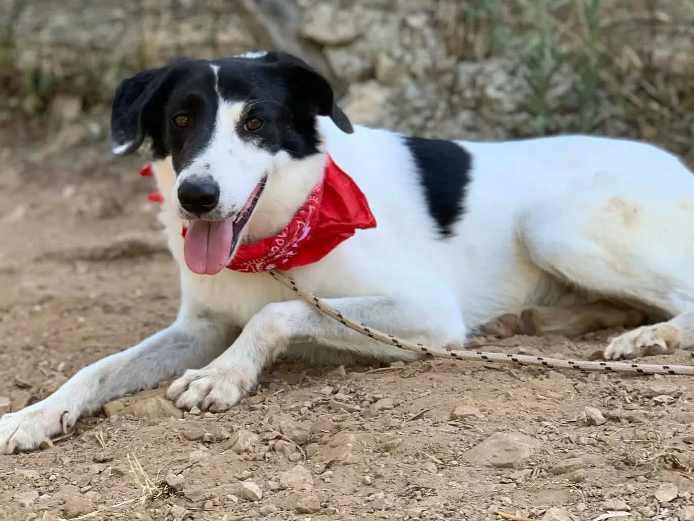Adotta un cane, taglia grande, maschio, Latina