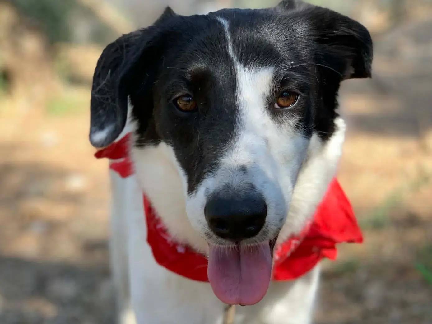 Adotta un cane, maschio, 3 anni e 11 mesi, Latina