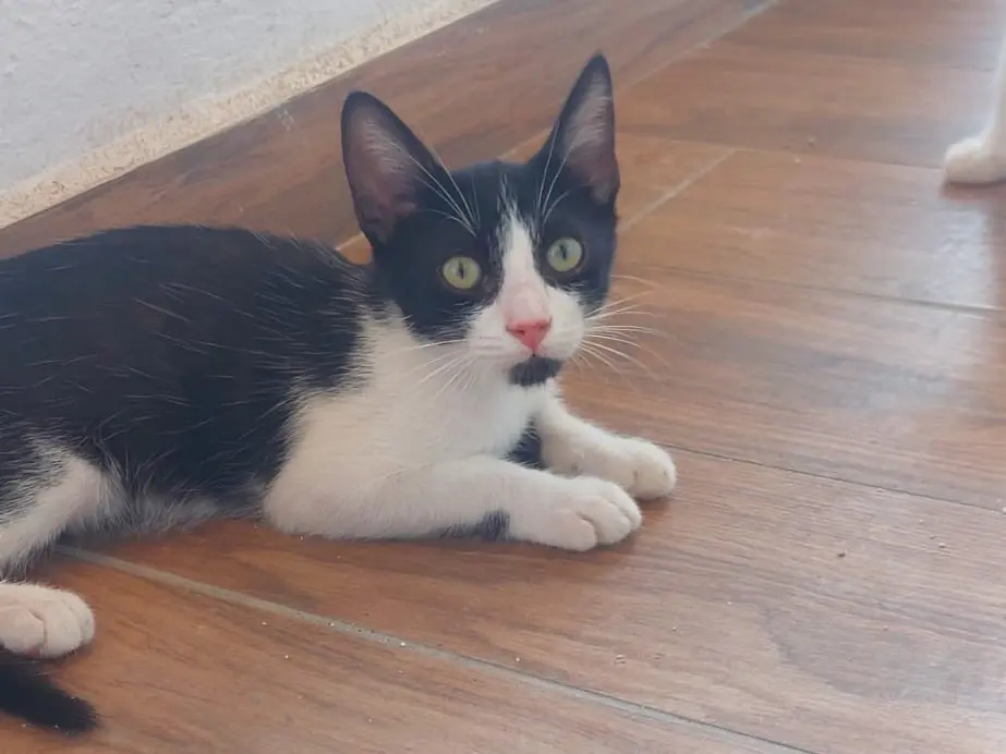 Adozione gatto, maschio, Razza sconosciuta Razza sconosciuta, 5 mesi, taglia non valida, Crotone