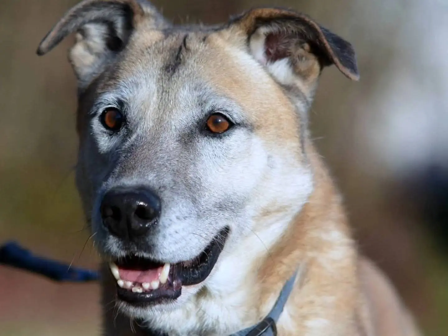 Adozione cane, maschio, Razza sconosciuta Razza sconosciuta, 8 anni e 10 mesi, taglia media, Como