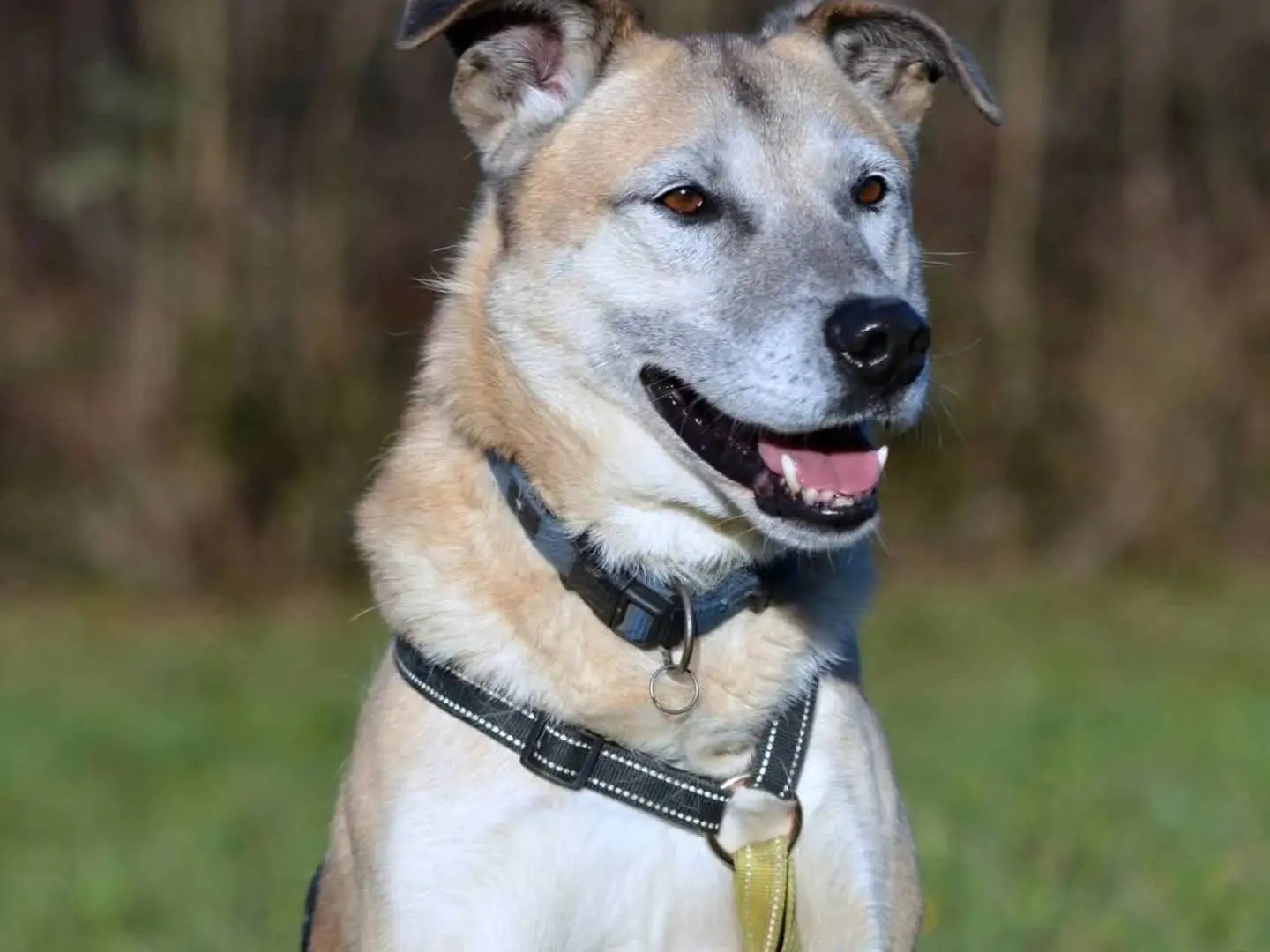 Adotta un cane, maschio, 8 anni e 10 mesi, Como