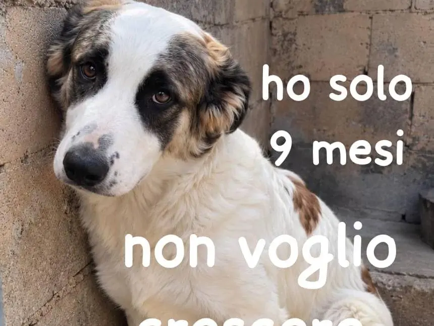 Adozione cane, maschio, Razza sconosciuta Razza sconosciuta, 9 mesi, taglia grande, Biella