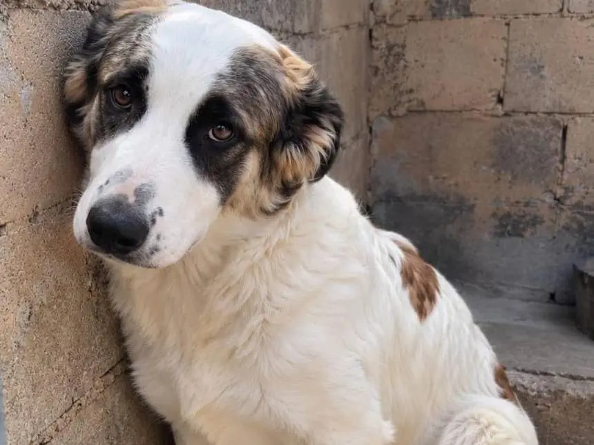 Adotta un cane, maschio, 9 mesi, Biella