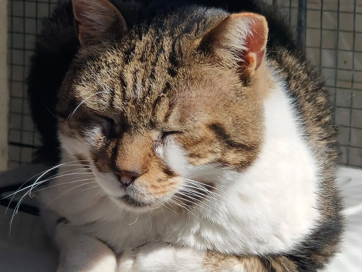 Adozione gatto, maschio, Razza sconosciuta Razza sconosciuta, 8 anni e 5 mesi, taglia non valida, Genova