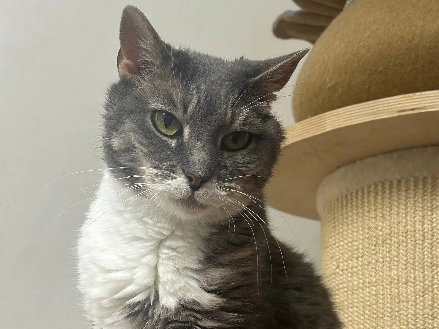 Adozione gatto, femmina, Razza sconosciuta Razza sconosciuta, 5 anni e 11 mesi, taglia non valida, Viterbo