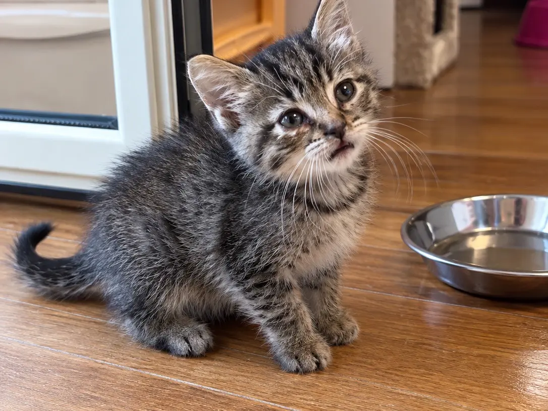Adotta un gatto, femmina, 1 mese, Messina