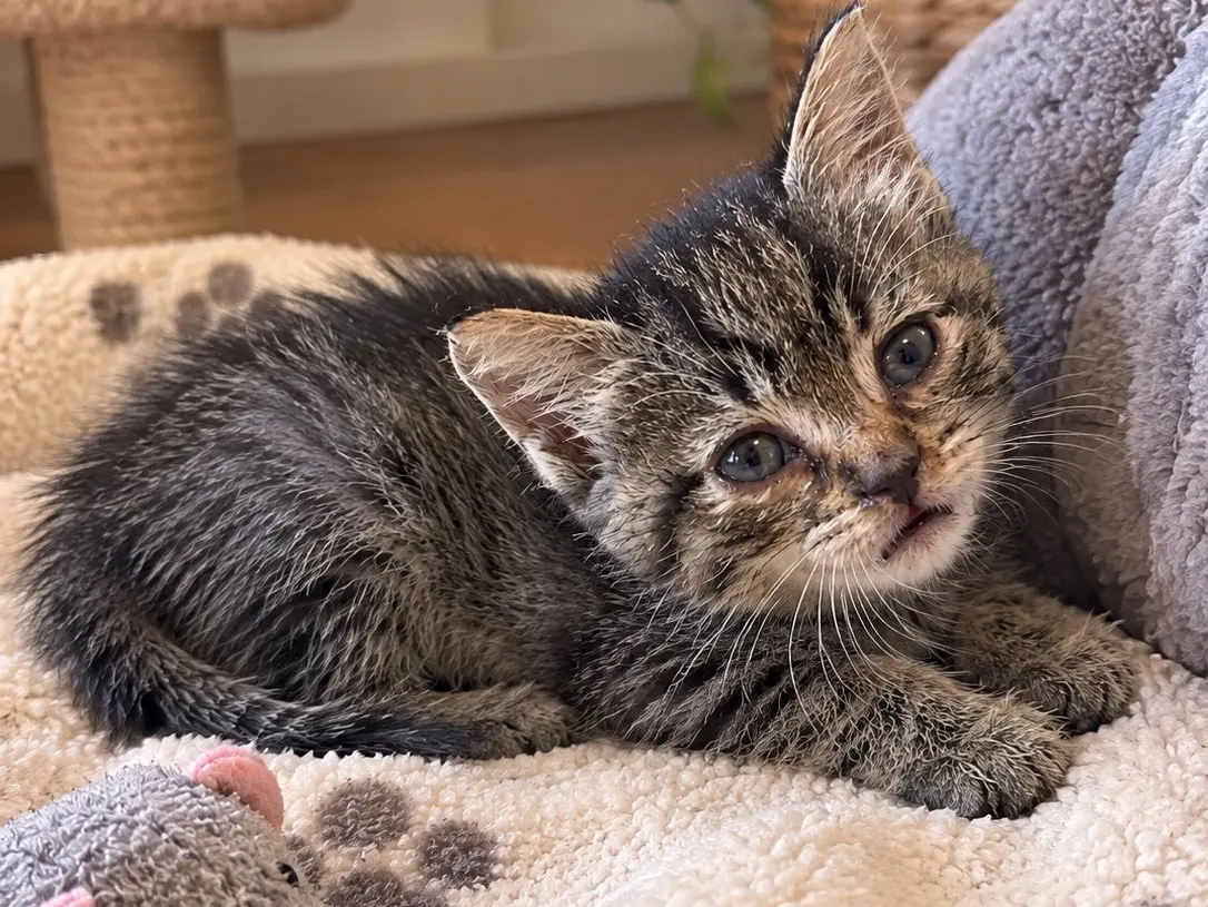 Adozione gatto, femmina, Razza sconosciuta Razza sconosciuta, 1 mese, taglia non valida, Messina