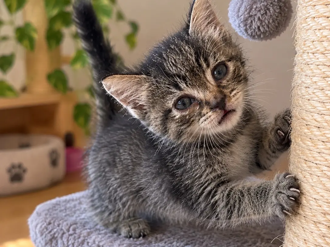 Adotta un gatto, taglia non valida, femmina, Messina
