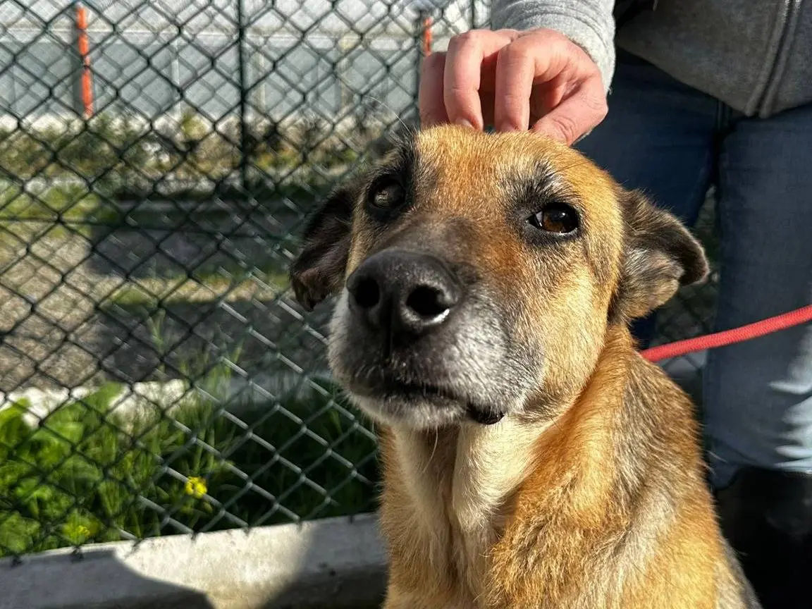 Adotta il cane Luna a Messina
