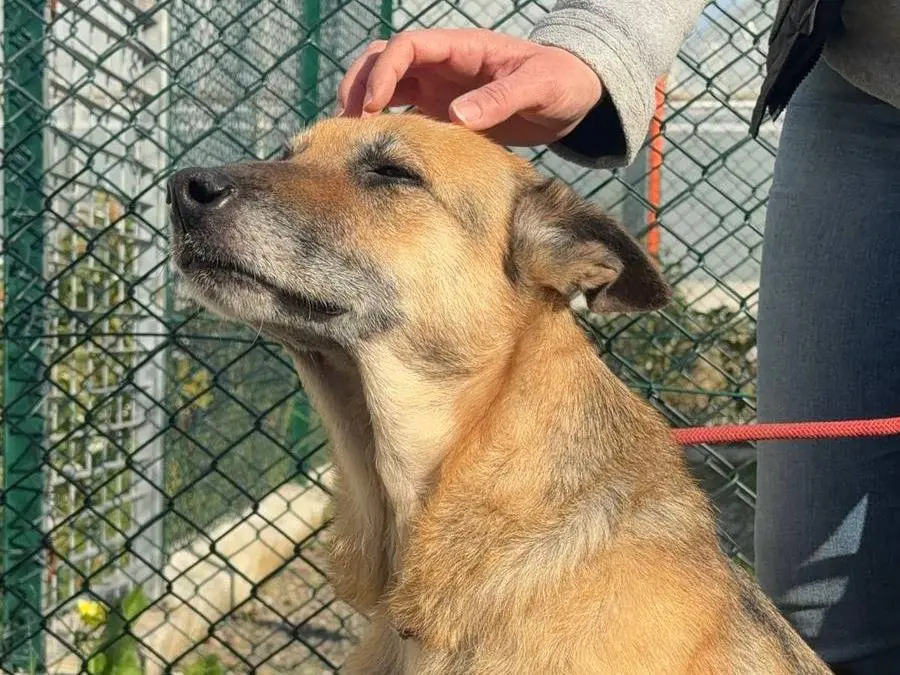 Vuoi adottare un cane a Messina?