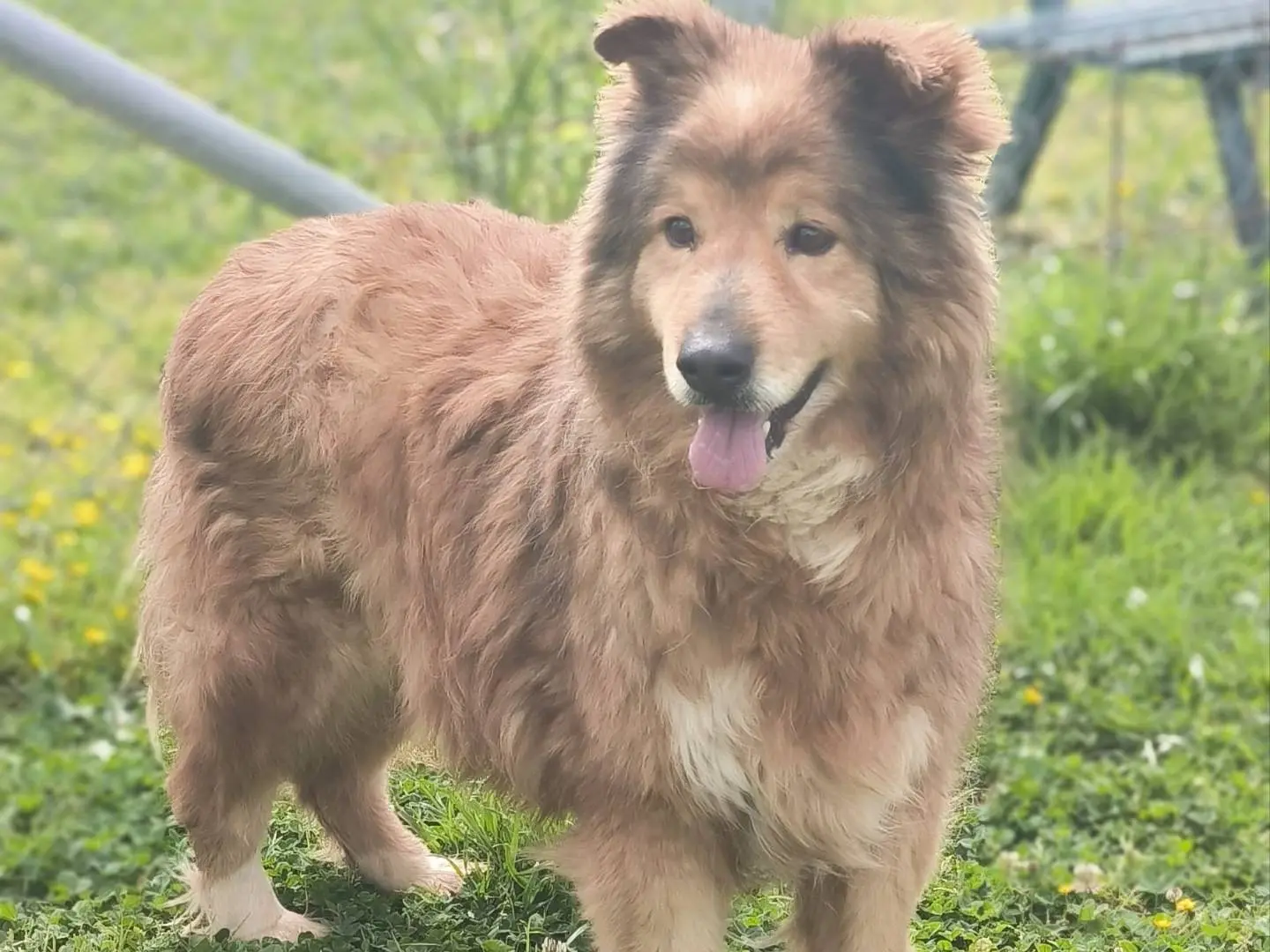 Foto 1 dell'animale
