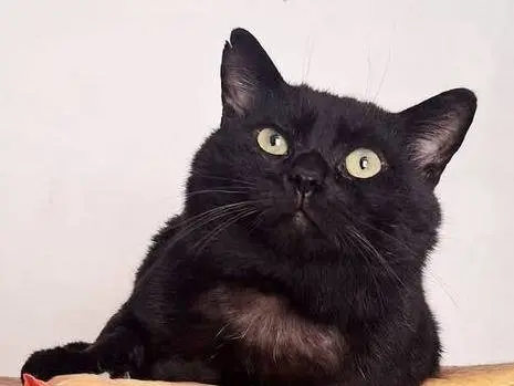 Adozione gatto, maschio, Razza sconosciuta Razza sconosciuta, 1 anno e 10 mesi, taglia non valida, Bari