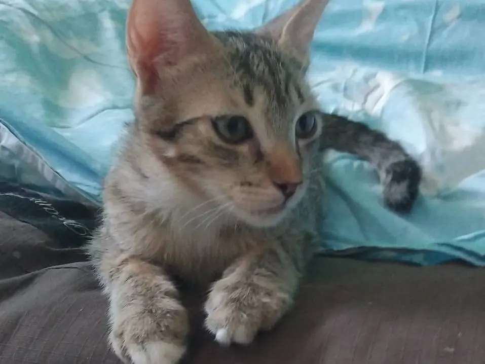 Adotta un gatto, femmina, 7 mesi, Brescia
