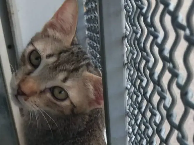 Vuoi adottare un gatto a Brescia?