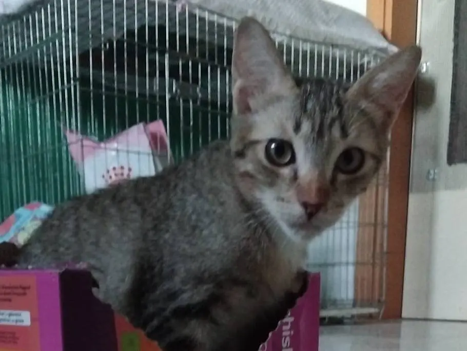 Adotta un gatto, taglia non valida, femmina, Brescia