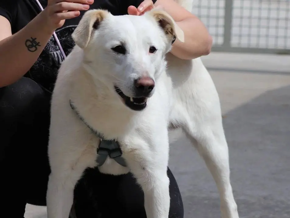 Adozione cane, maschio, Razza sconosciuta Razza sconosciuta, 4 anni e 7 mesi, taglia media, Milano