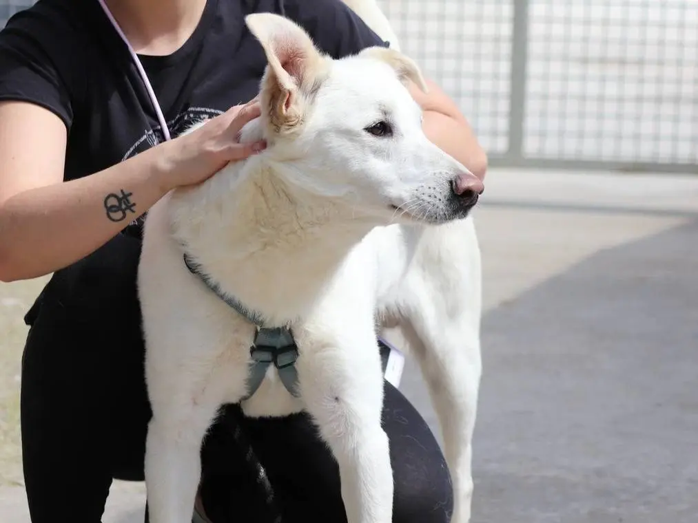 Adotta un cane, maschio, 4 anni e 7 mesi, Milano