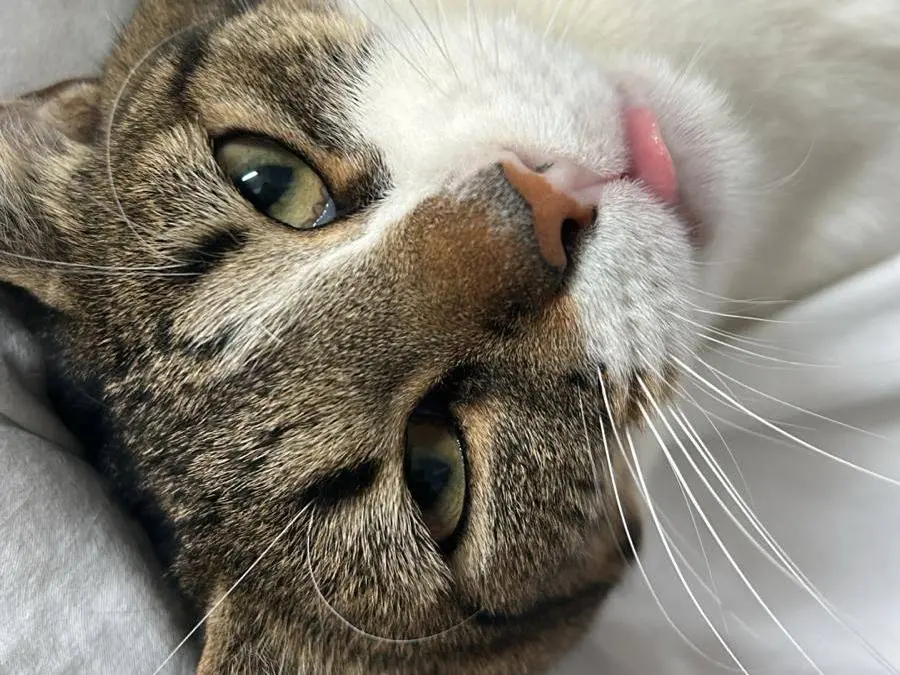 Adozione gatto, femmina, Razza sconosciuta Razza sconosciuta, 4 anni e 8 mesi, taglia non valida, Bari