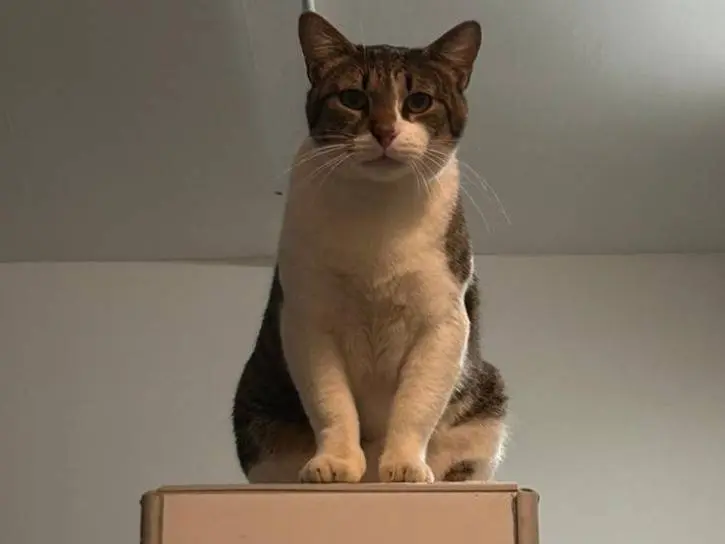 Vuoi adottare un gatto a Bari?