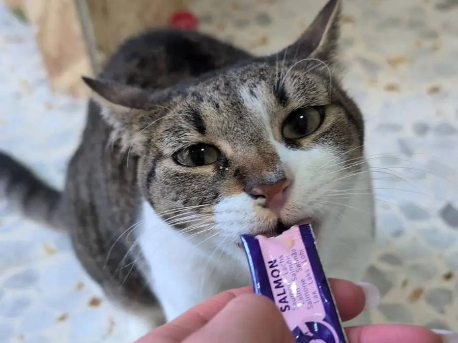 Adotta un gatto, femmina, 4 anni e 8 mesi, Bari
