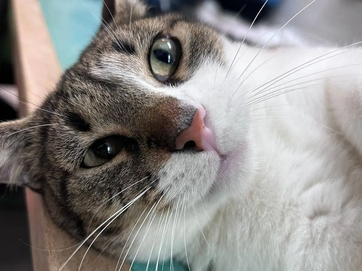 Adotta il gatto Nuvoletta a Bari