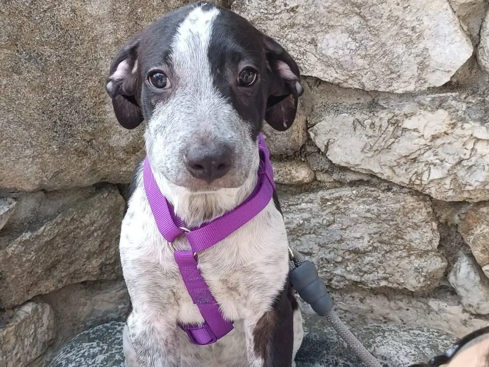 Adotta un cane, maschio, 6 mesi, Vibo