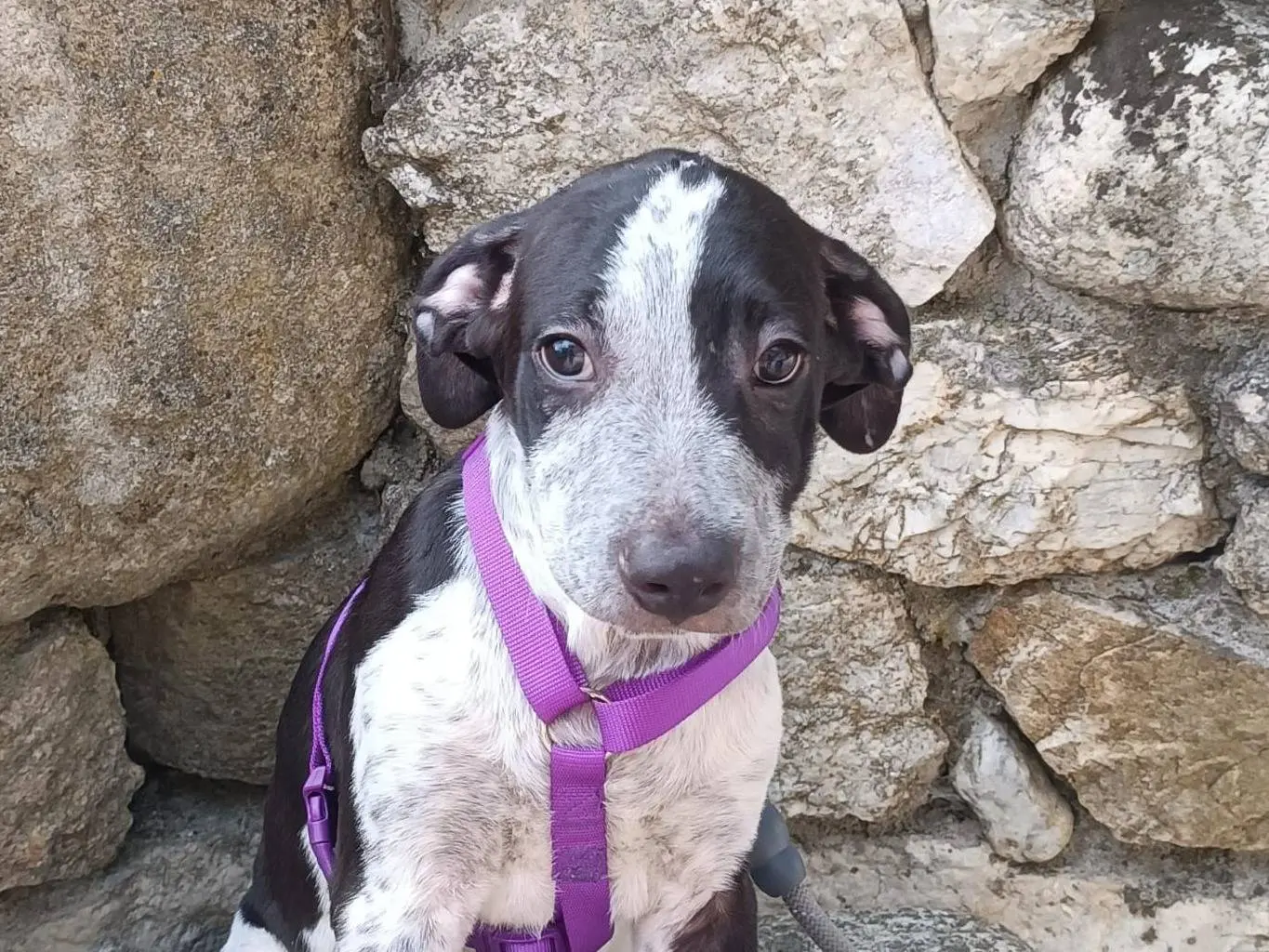 Adozione cane, maschio, Razza sconosciuta Razza sconosciuta, 6 mesi, taglia media, Vibo
