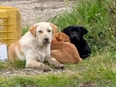 Adotta un cane, maschio, 10 mesi, Napoli
