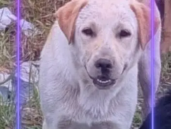Adozione cane, maschio, Razza sconosciuta Razza sconosciuta, 10 mesi, taglia piccola, Napoli