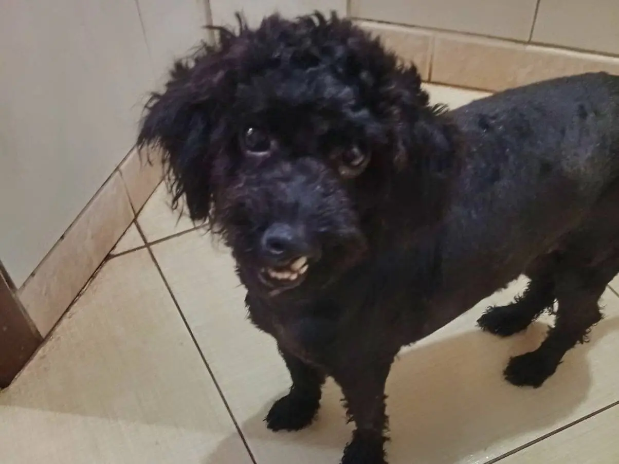 Adozione cane, maschio, Barbone Razza sconosciuta, 2 anni e 1 mese, taglia piccola, Benevento