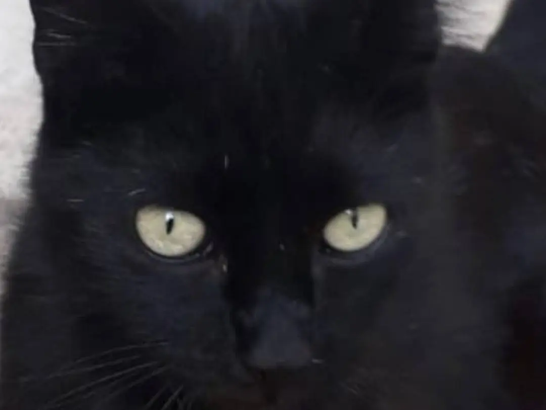 Adotta un gatto, femmina, 1 anno e 7 mesi, Roma