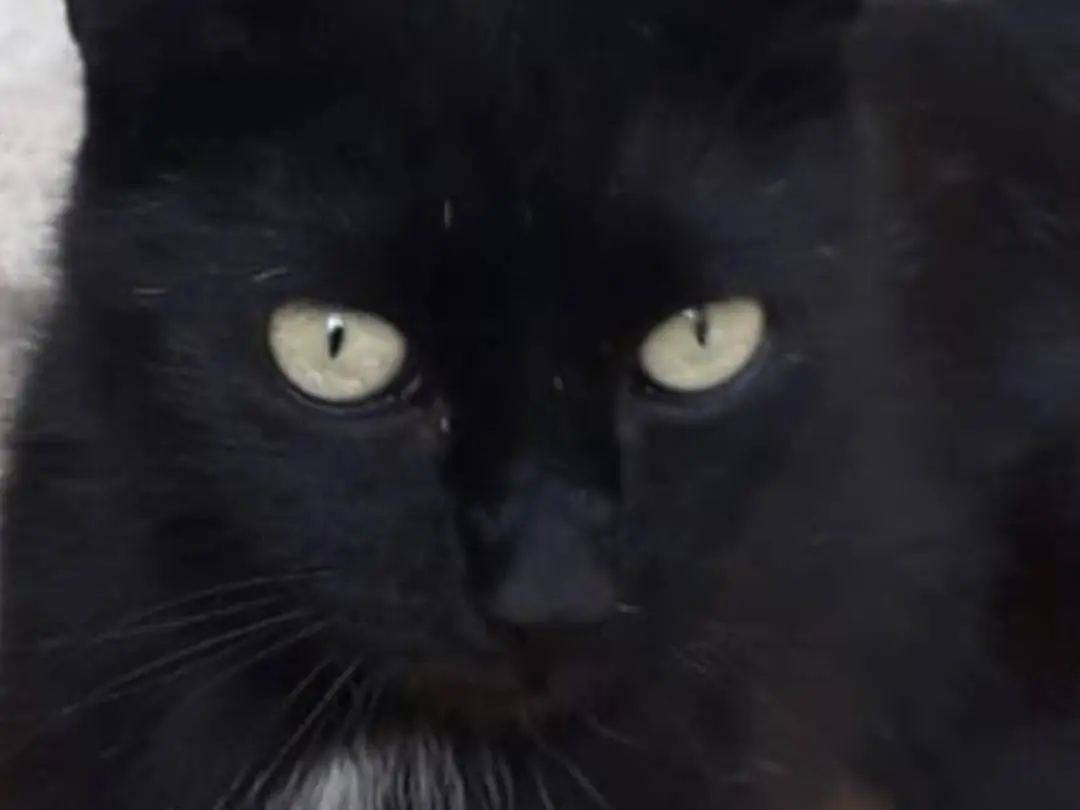 Adozione gatto, femmina, Razza sconosciuta Razza sconosciuta, 1 anno e 7 mesi, taglia non valida, Roma