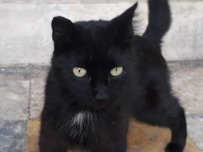 Adotta un gatto, taglia non valida, femmina, Roma