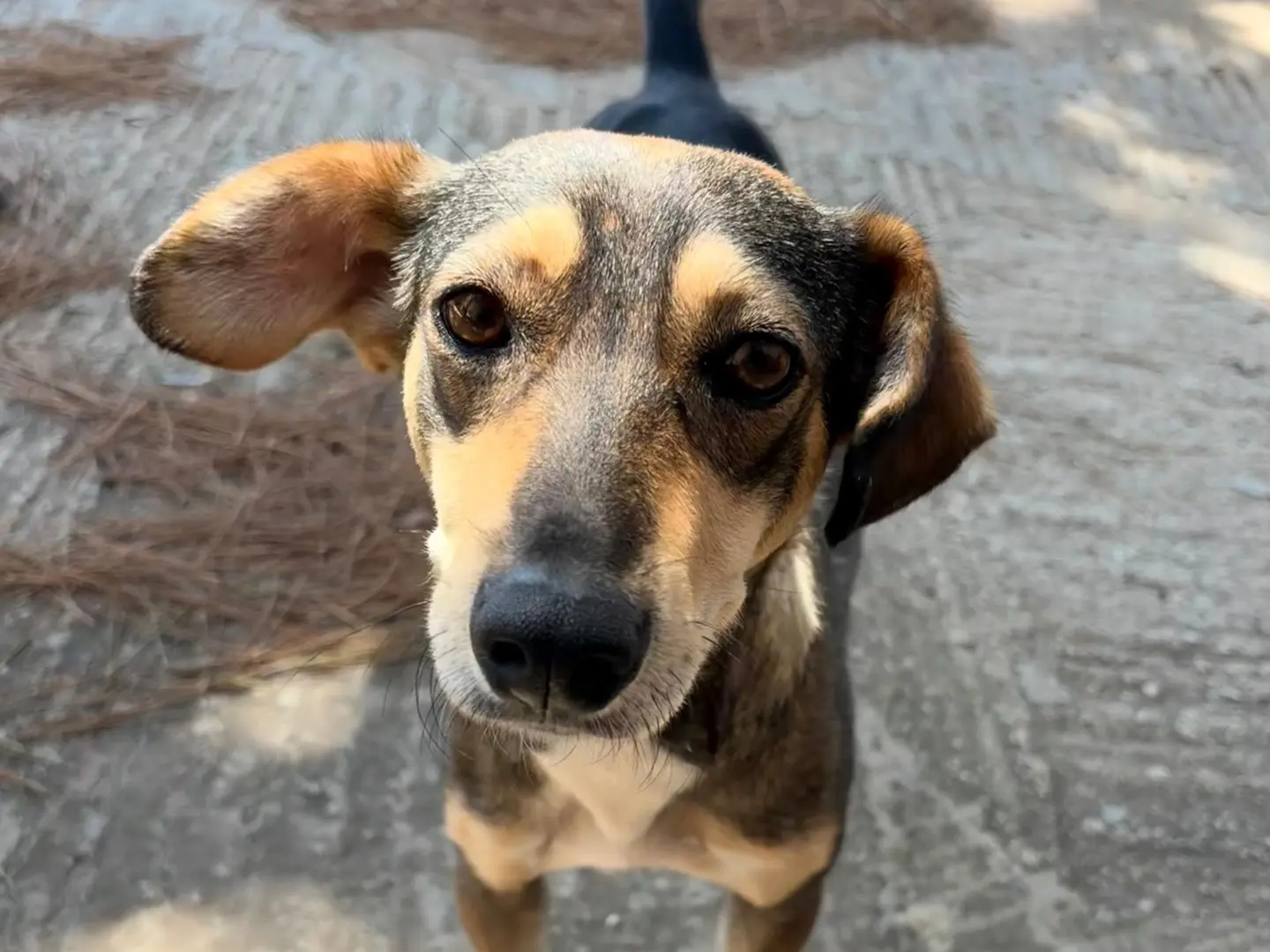 Adotta un cane, femmina, 9 mesi, Siracusa