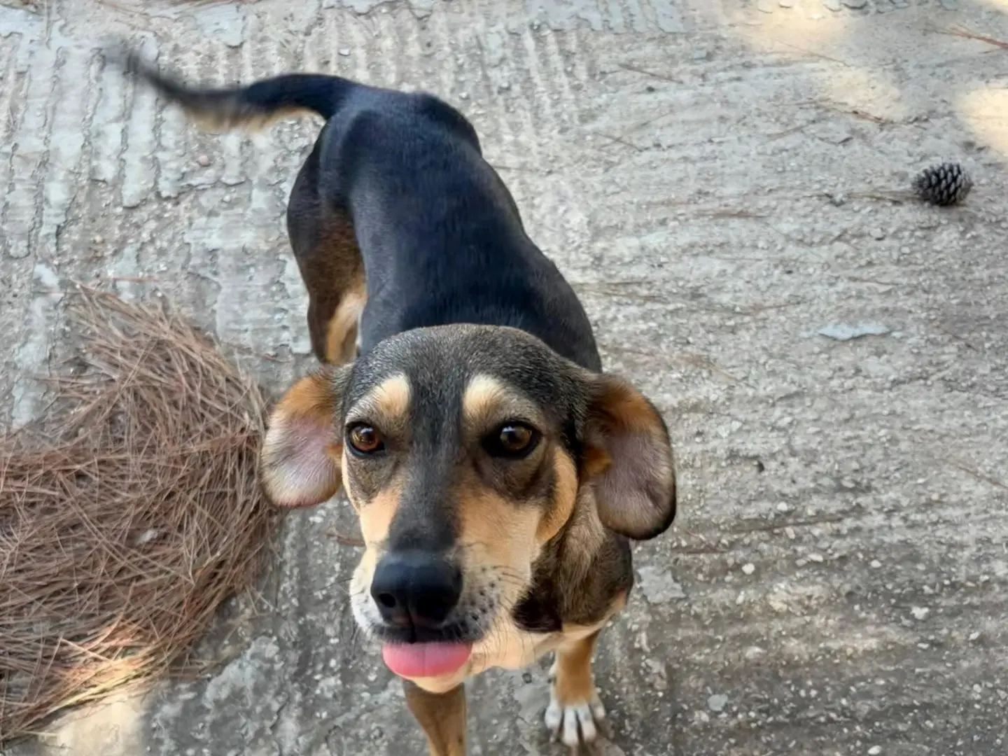 Adotta un cane, taglia media contenuta, femmina, Siracusa
