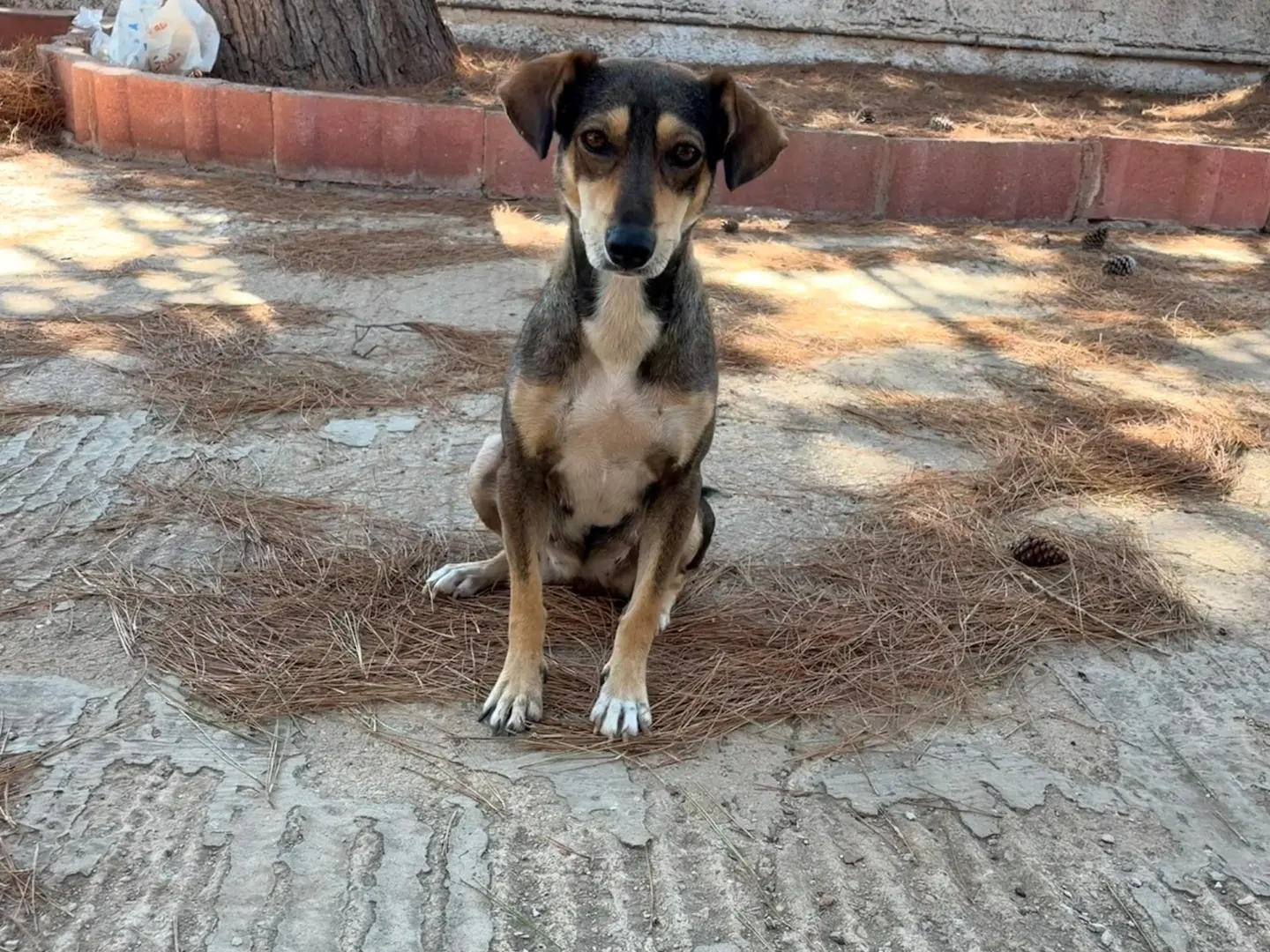 Adozione cane, femmina, Razza sconosciuta Razza sconosciuta, 9 mesi, taglia media contenuta, Siracusa