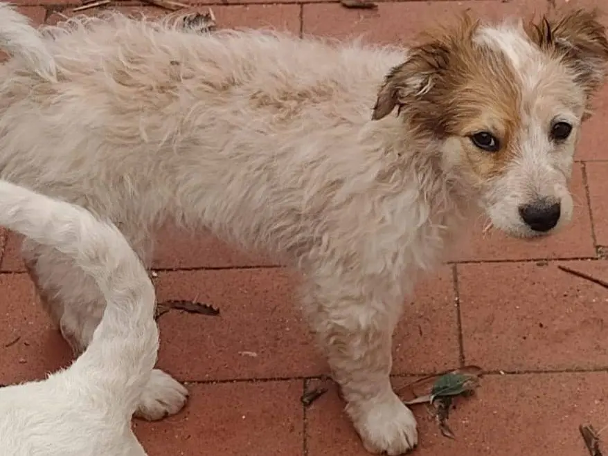 Adotta un cane, maschio, 1 anno, Vibo