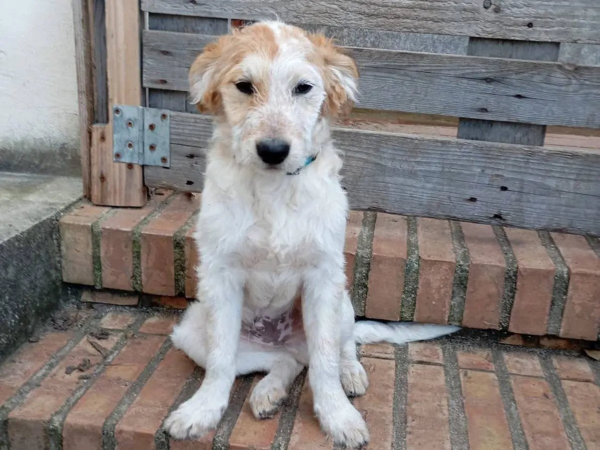 Adozione cane, maschio, Razza sconosciuta Razza sconosciuta, 1 anno, taglia media, Vibo