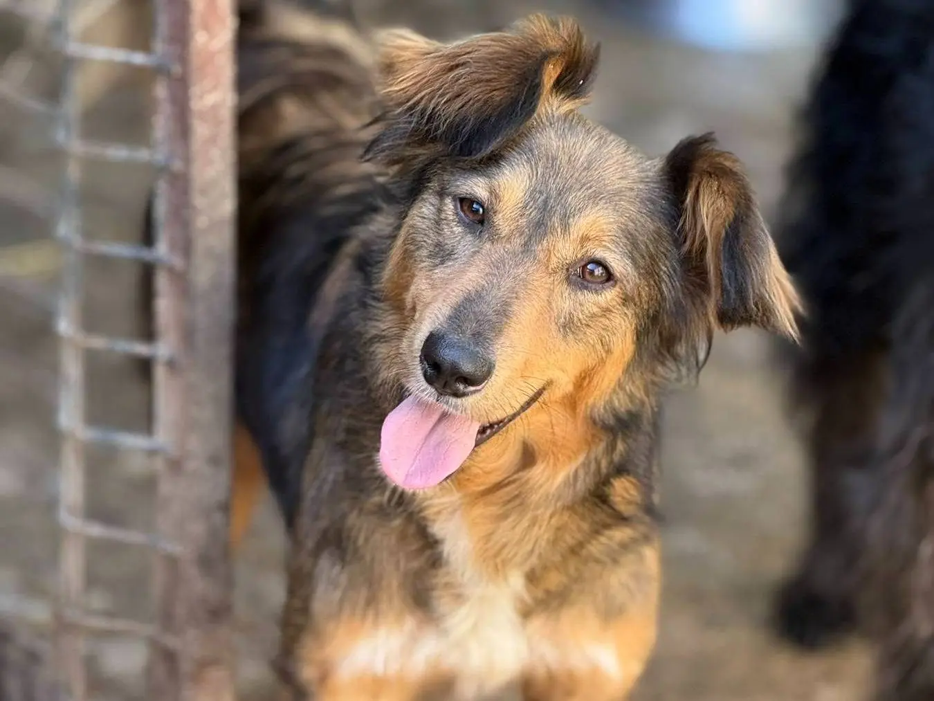 Vuoi adottare un cane a Firenze?