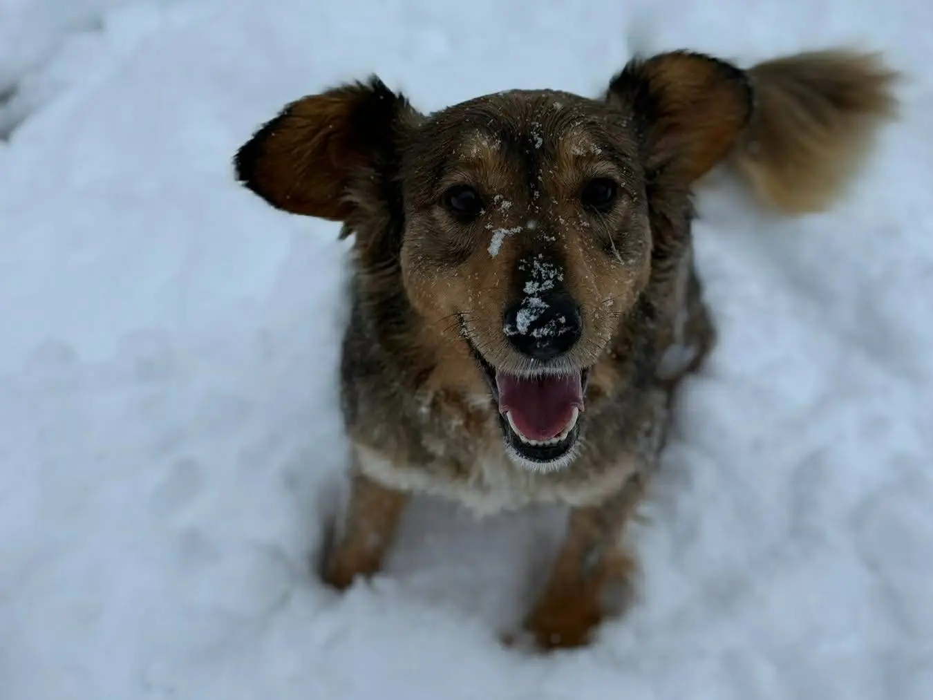 Adotta un cane, taglia media, maschio, Firenze