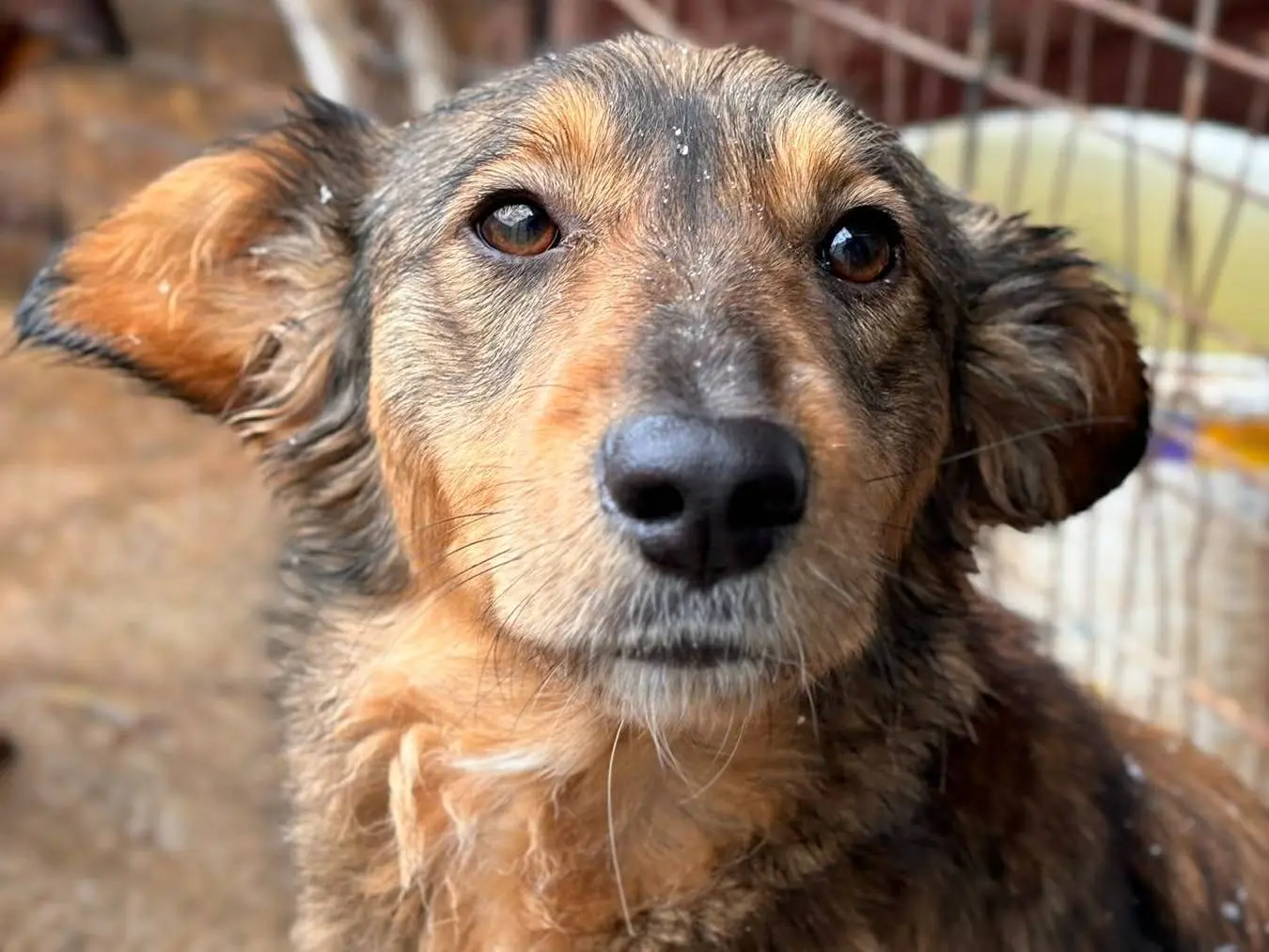 Adozione cane, maschio, Razza sconosciuta Razza sconosciuta, 2 anni e 2 mesi, taglia media, Firenze